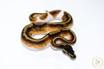 6511 1.0 BLACKHEAD ENCHI PIEBALD - Image 2
