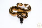 6511 1.0 BLACKHEAD ENCHI PIEBALD - Image 3