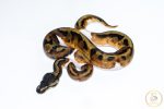 6512 1.0 BLACKHEAD ENCHI PIEBALD