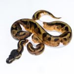 6512 1.0 BLACKHEAD ENCHI PIEBALD