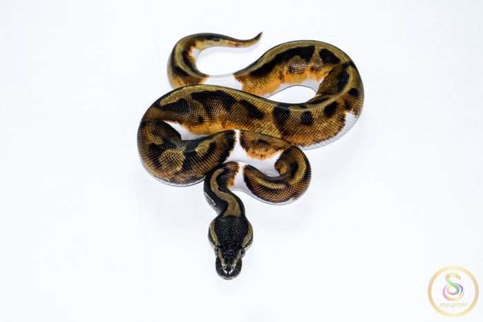 6512 1.0 BLACKHEAD ENCHI PIEBALD - Image 3