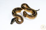 6514 0.1 BLACKHEAD ENCHI PIEBALD