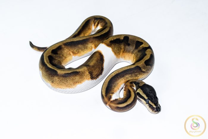 6514 0.1 BLACKHEAD ENCHI PIEBALD - Image 2