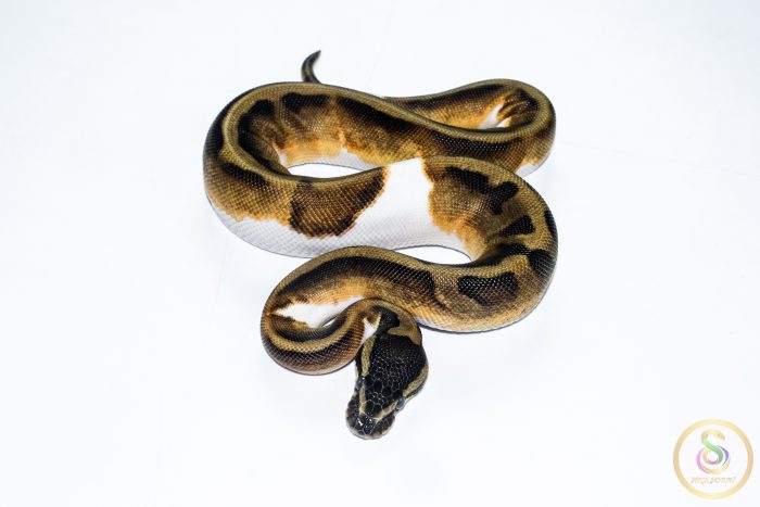 6514 0.1 BLACKHEAD ENCHI PIEBALD - Image 3