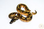 6515 1.0 BLACKHEAD ENCHI PIEBALD