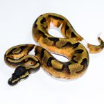 6515 1.0 BLACKHEAD ENCHI PIEBALD