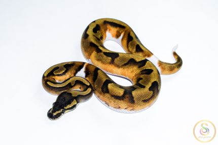 6515 1.0 BLACKHEAD ENCHI PIEBALD