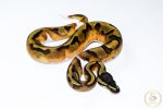 6515 1.0 BLACKHEAD ENCHI PIEBALD - Image 2