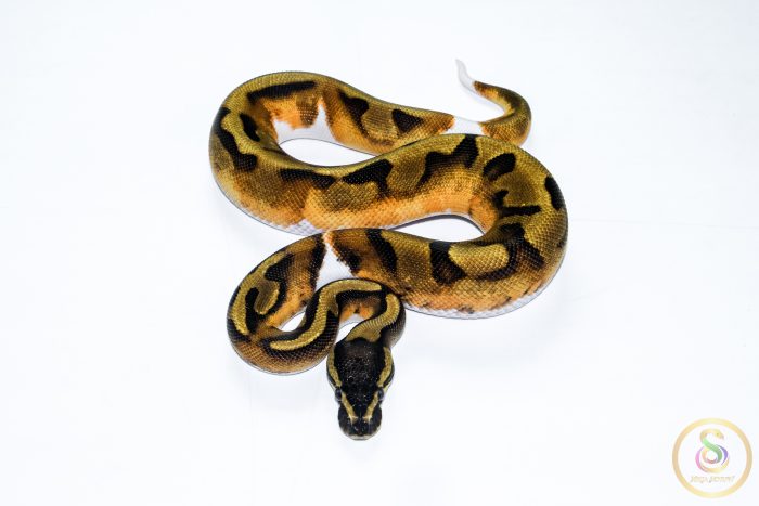 6515 1.0 BLACKHEAD ENCHI PIEBALD - Image 3
