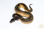6516 0.1 BLACKHEAD ENCHI LEOPARD PIEBALD