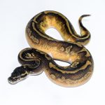 6516 0.1 BLACKHEAD ENCHI LEOPARD PIEBALD