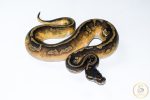 6516 0.1 BLACKHEAD ENCHI LEOPARD PIEBALD - Image 2
