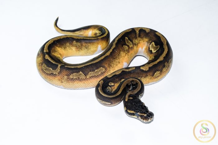 6516-2 6516 0.1 BLACKHEAD ENCHI LEOPARD PIEBALD - Image 2