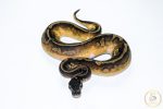 6516 0.1 BLACKHEAD ENCHI LEOPARD PIEBALD - Image 3