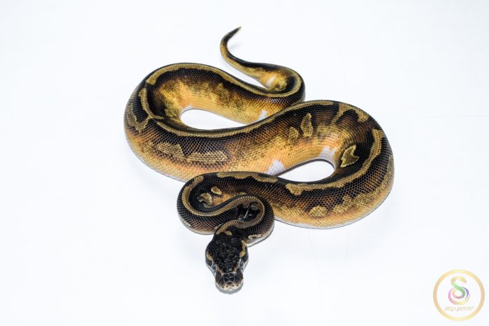 6516-3 6516 0.1 BLACKHEAD ENCHI LEOPARD PIEBALD - Image 3