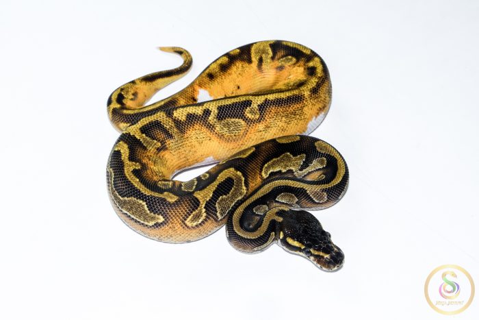 6517 0.1 BLACKHEAD ENCHI LEOPARD PIEBALD - Image 2