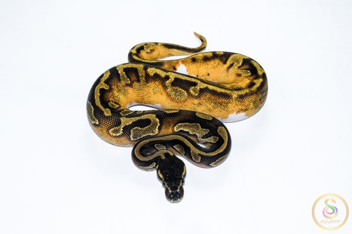 6517 0.1 BLACKHEAD ENCHI LEOPARD PIEBALD - Image 3