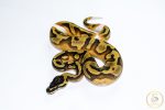6518 0.1 ENCHI PIEBALD