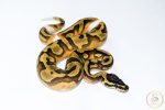 6518 0.1 ENCHI PIEBALD - Image 2