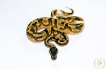 6518 0.1 ENCHI PIEBALD - Image 3