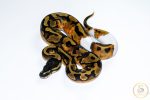 6519 0.1 BLACKHEAD ENCHI PIEBALD