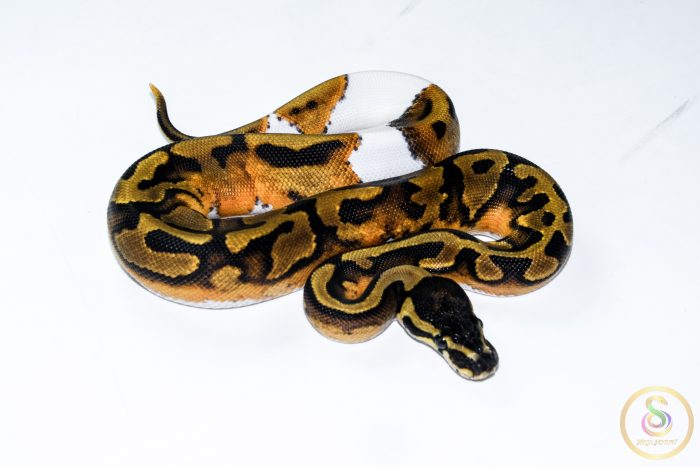6519 0.1 BLACKHEAD ENCHI PIEBALD - Image 2
