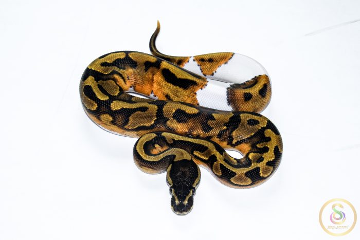 6519 0.1 BLACKHEAD ENCHI PIEBALD - Image 3