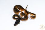 6520 0.1 BLACKHEAD PIEBALD