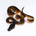 6520 0.1 BLACKHEAD PIEBALD