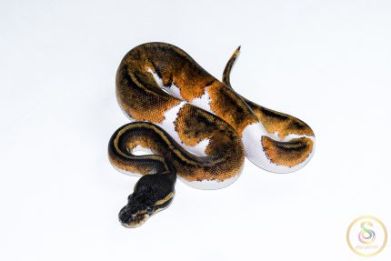 6520 0.1 BLACKHEAD PIEBALD