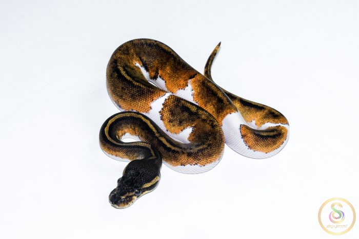 6520-1 6520 0.1 BLACKHEAD PIEBALD - Image 1