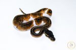 6520 0.1 BLACKHEAD PIEBALD - Image 2