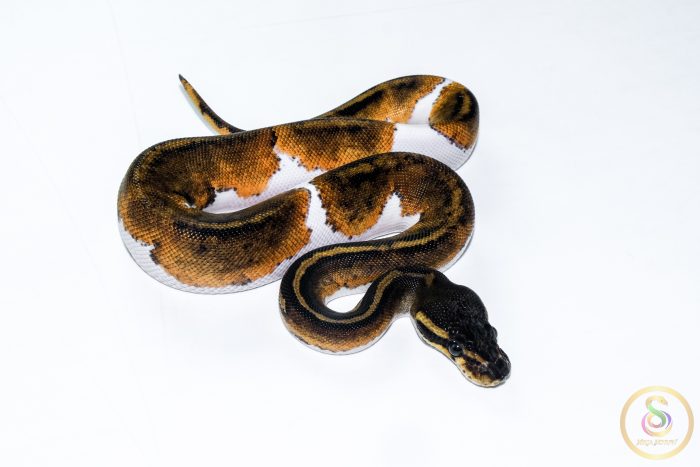 6520-2 6520 0.1 BLACKHEAD PIEBALD - Image 2