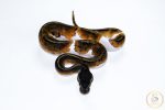 6520 0.1 BLACKHEAD PIEBALD - Image 3