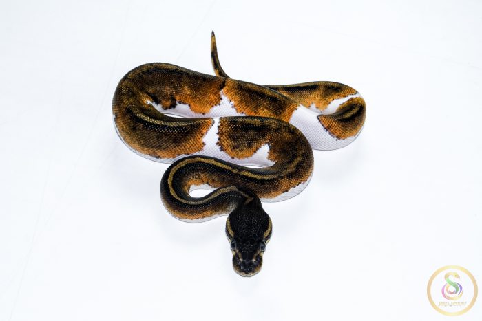 6520-3 6520 0.1 BLACKHEAD PIEBALD - Image 3