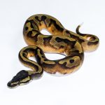 6521 1.0. BLACKHEAD ENCHI PIEBALD