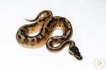 6521 1.0. BLACKHEAD ENCHI PIEBALD - Image 2