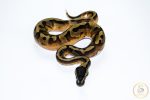 6521 1.0. BLACKHEAD ENCHI PIEBALD - Image 3