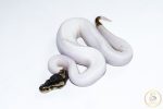 6522 1.0 LEOPARD PIEBALD