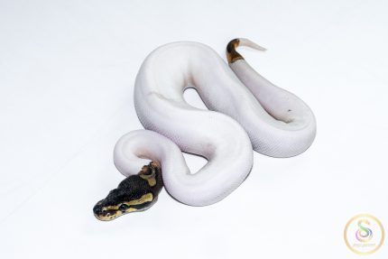 6522 1.0 LEOPARD PIEBALD