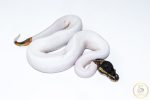 6522 1.0 LEOPARD PIEBALD - Image 2