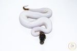 6522 1.0 LEOPARD PIEBALD - Image 3