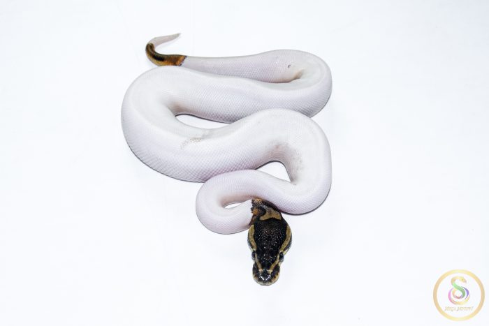 6522-3 6522 1.0 LEOPARD PIEBALD - Image 3