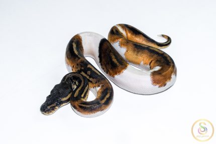6523 1.0 BLACKHEAD PIEBALD