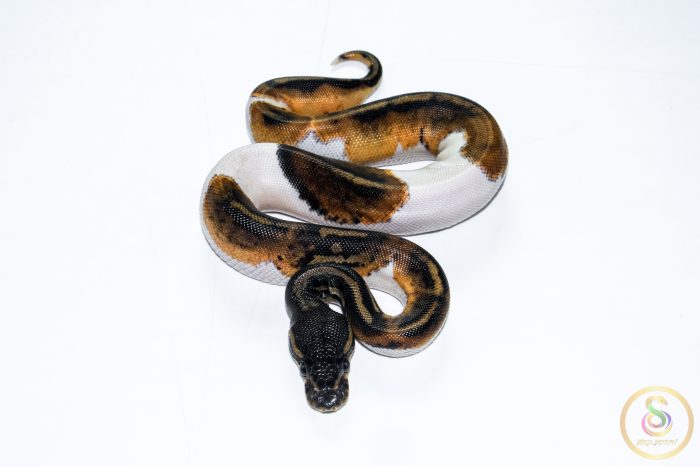 6523 1.0 BLACKHEAD PIEBALD - Image 3