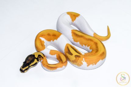 6525 0.1 SUPER ORANGE DREAM ENCHI YELLOW BELLY PIEBALD