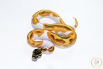 6527 0.1 SUPER ORANGE DREAM ENCHI YELLOW BELLY PIEBALD