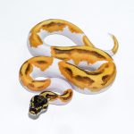 6527 0.1 SUPER ORANGE DREAM ENCHI YELLOW BELLY PIEBALD