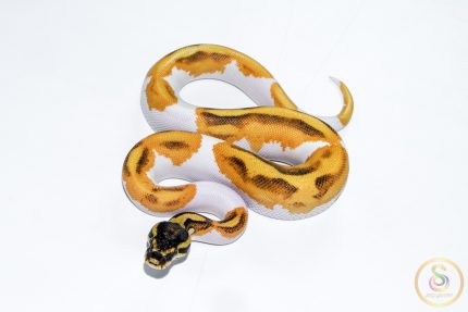 6527 0.1 SUPER ORANGE DREAM ENCHI YELLOW BELLY PIEBALD