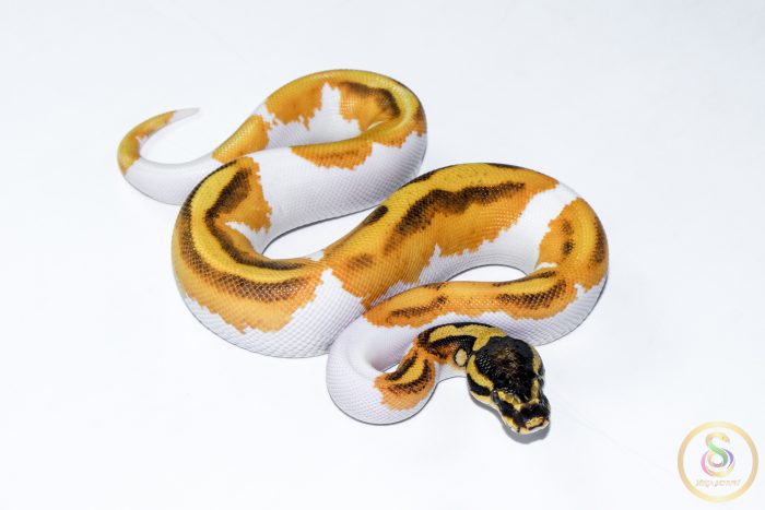 6527 0.1 SUPER ORANGE DREAM ENCHI YELLOW BELLY PIEBALD - Image 2